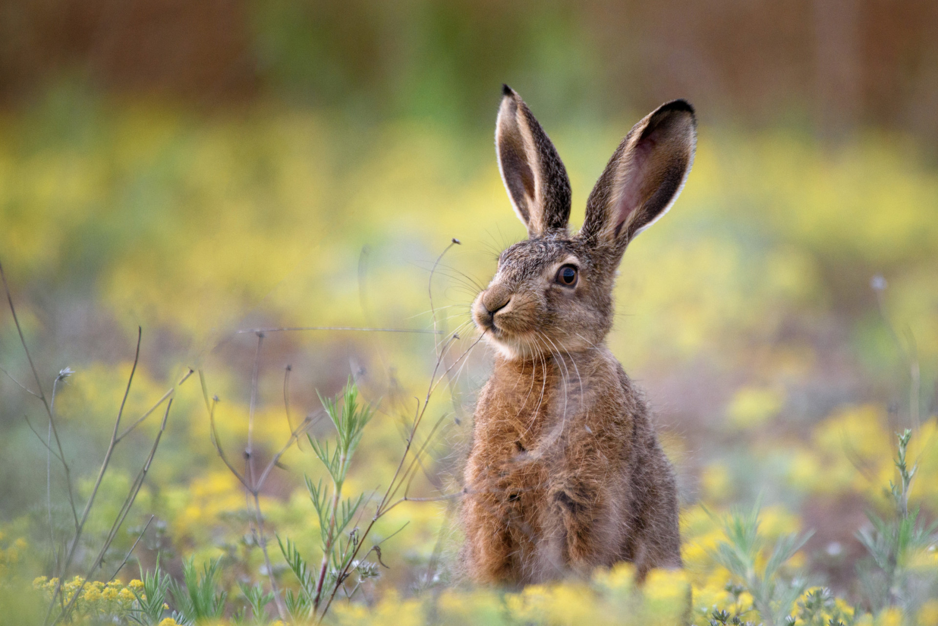 Things to consider before getting a pet rabbit