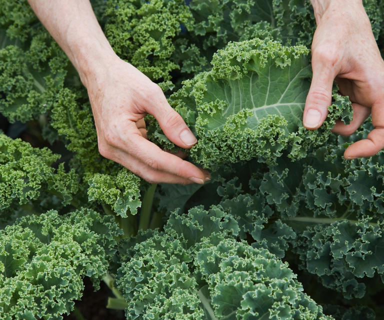 How to grow your own smoothie at home – 7 great crops for super-healthy ...