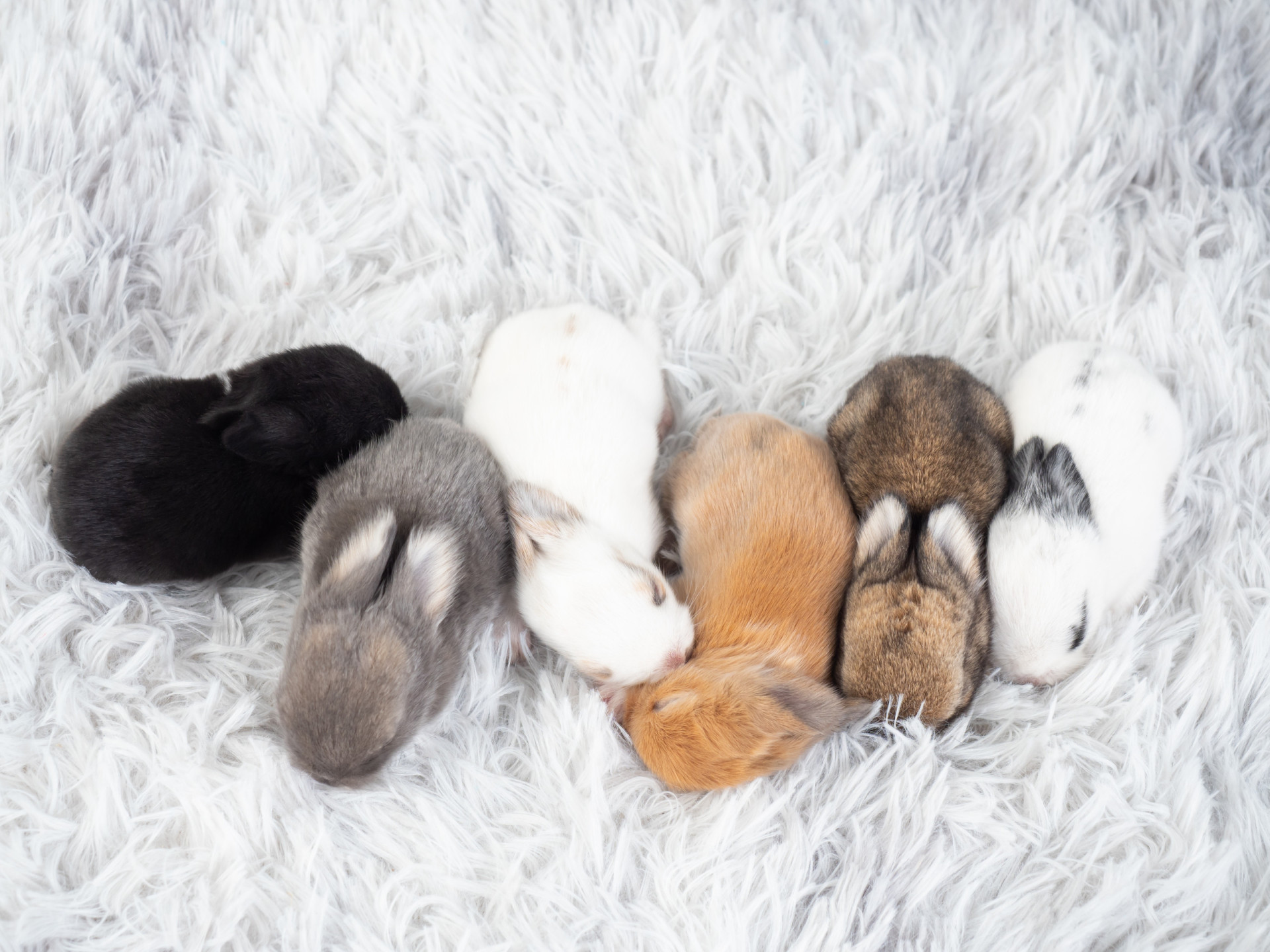 Things to consider before getting a pet rabbit