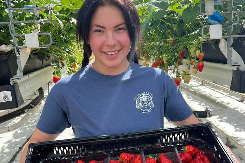 first commercial batch of strawberries to go on sale after 'enough sunshine'