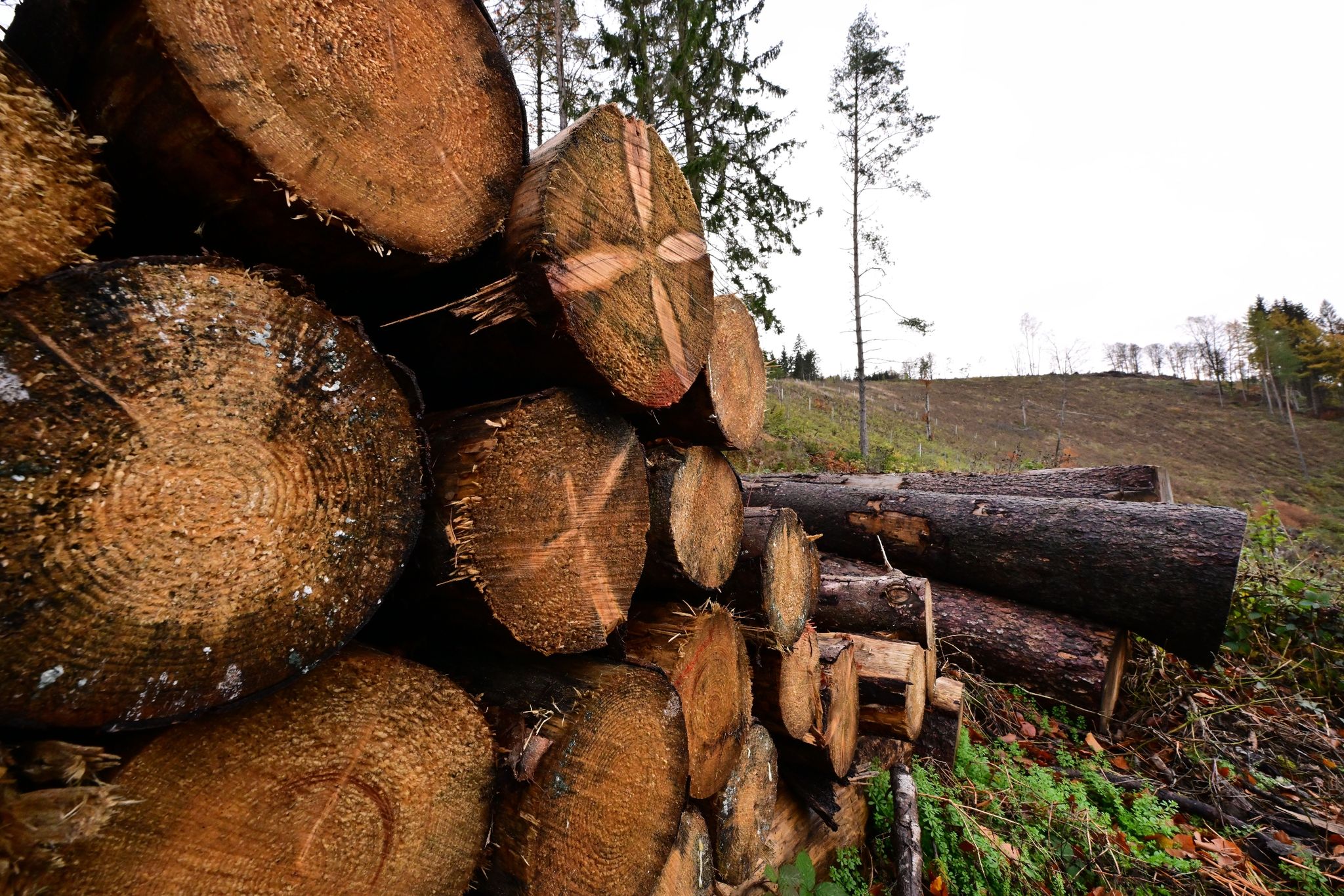 5,9 millionen kubikmeter schadholz aus wäldern geräumt