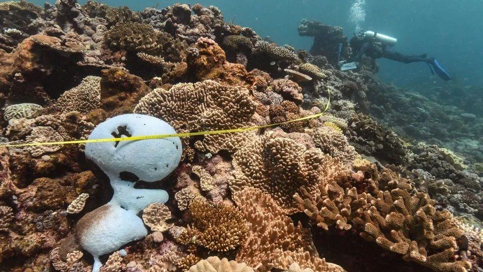 nova onda global de branqueamento de corais é sinal da morte dos oceanos?