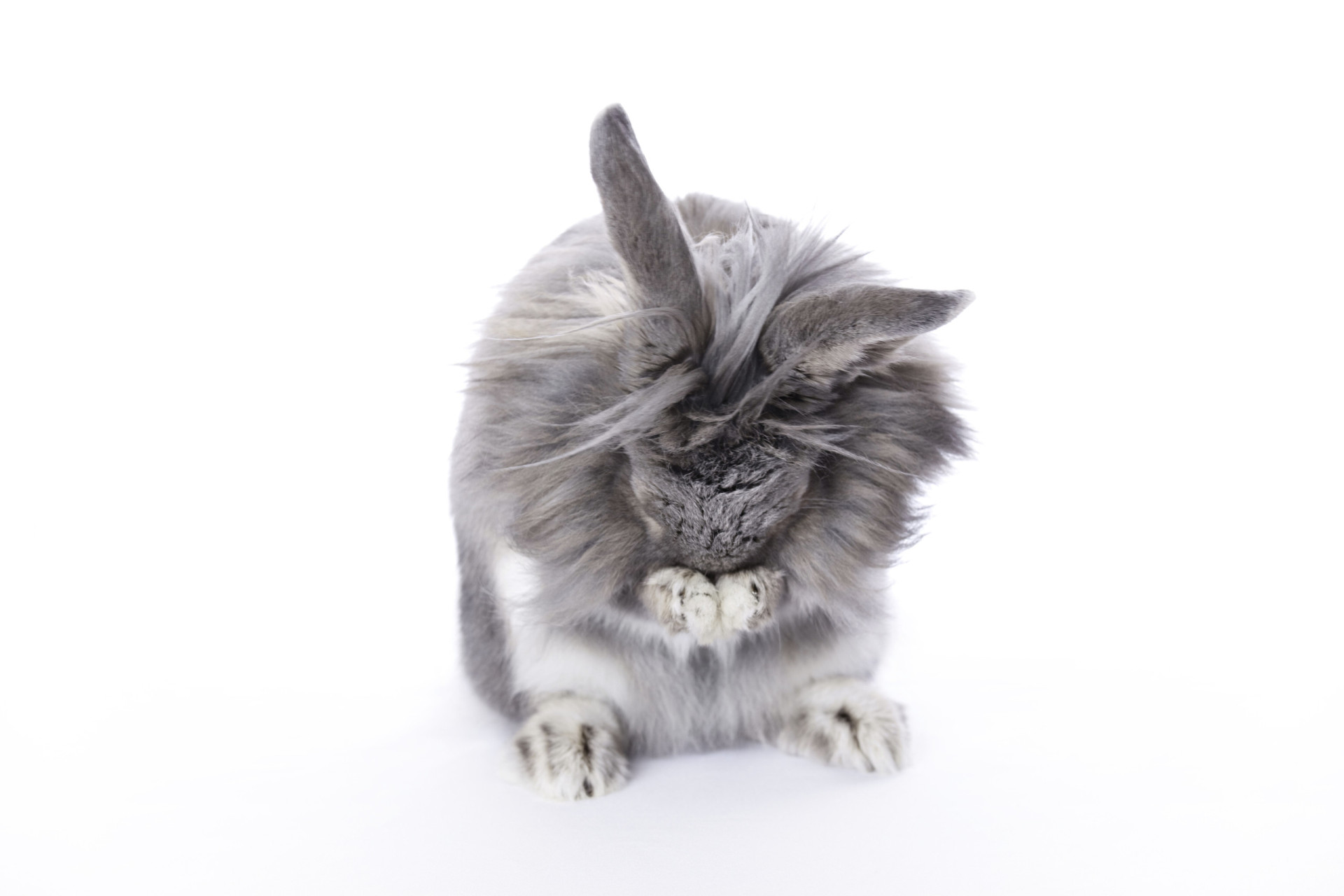 Things to consider before getting a pet rabbit