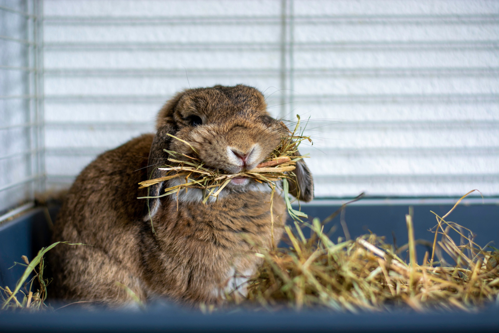 Curated visual reference: Visual Reference: Things To Consider Before Getting A Pet Rabbit