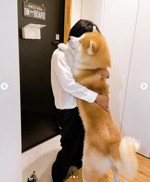 帰宅したお父さんに抱きつく秋田犬 全力のお出迎えの様子が「まさに忠犬の鏡」「感動の再会シーン」