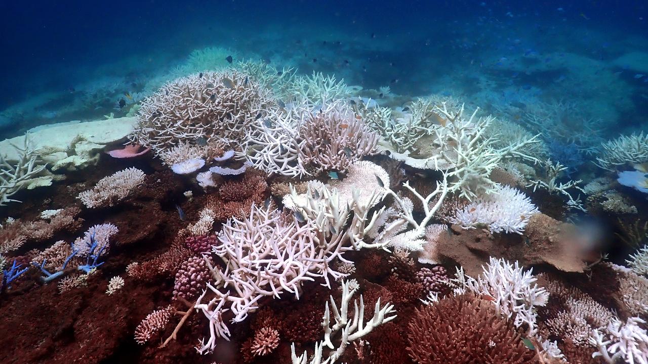 'gut-wrenching' bleaching hits great barrier reef again