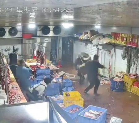 vaca ataca a empleados de un matadero; el video se vuelve viral