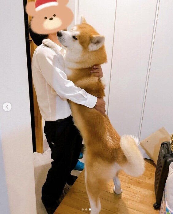 帰宅したお父さんに抱きつく秋田犬 全力のお出迎えの様子が「まさに忠犬の鏡」「感動の再会シーン」