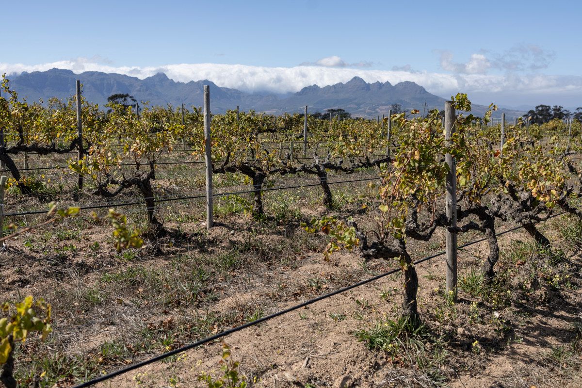 south african wine growers race to adapt to climate change