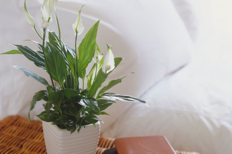 peace lilies 'produce more flowers and perform best' if kept in one spot in your home