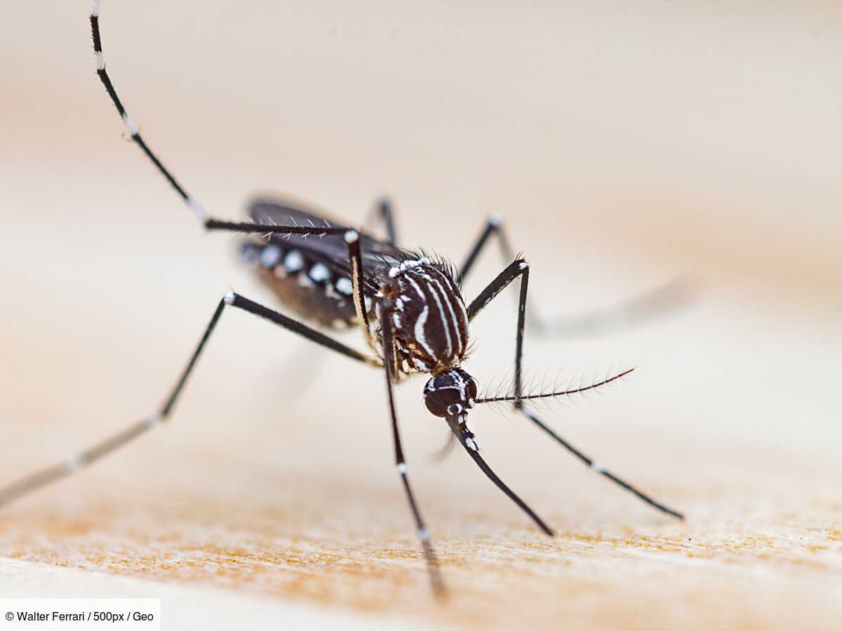 en afrique, 13 millions de cas de paludisme ont été empêchés par un nouveau type de moustiquaire