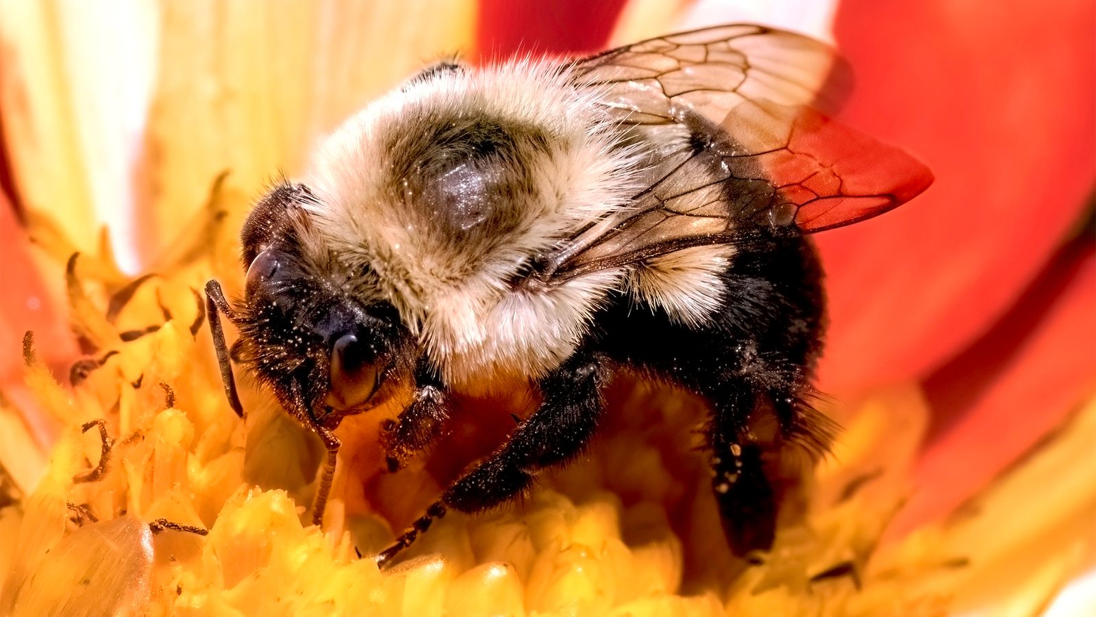 bumblebee species can survive a week underwater
