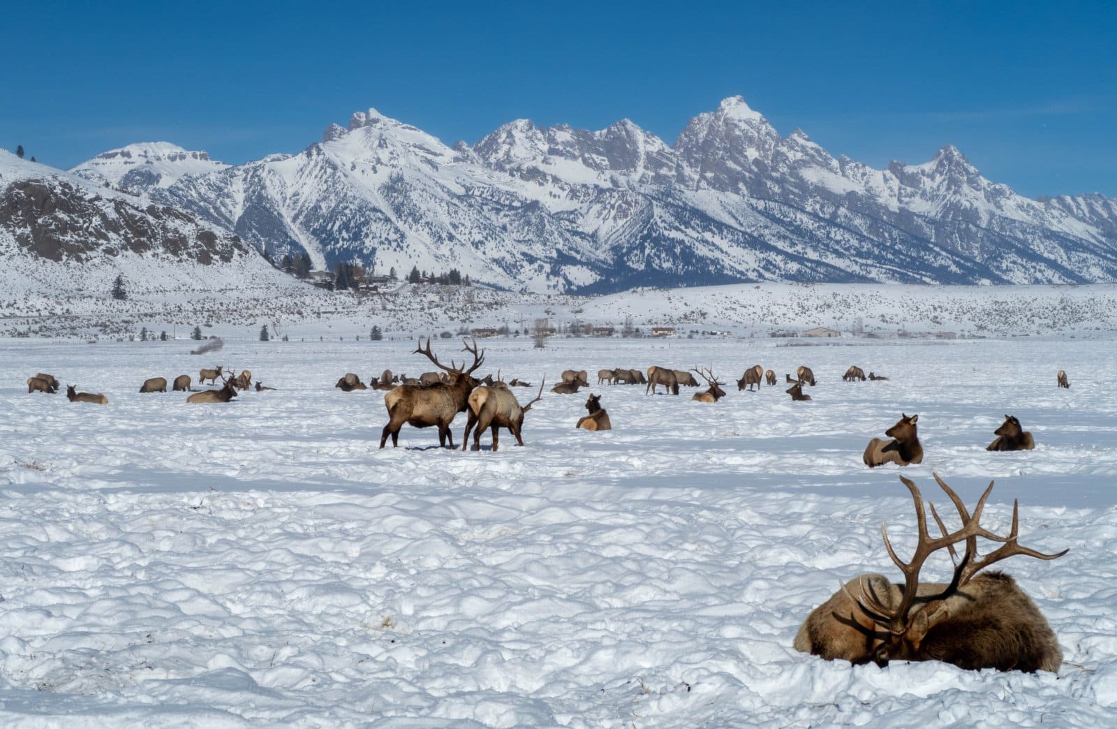 <p class="wp-caption-text">Image Credit: Shutterstock / ttomasek15</p>  <p><span>Nothing says “Wild West” quite like hunting, and Wyoming takes it to another level. Here, elk aren’t just majestic creatures; they’re potential freezer stock.</span></p>