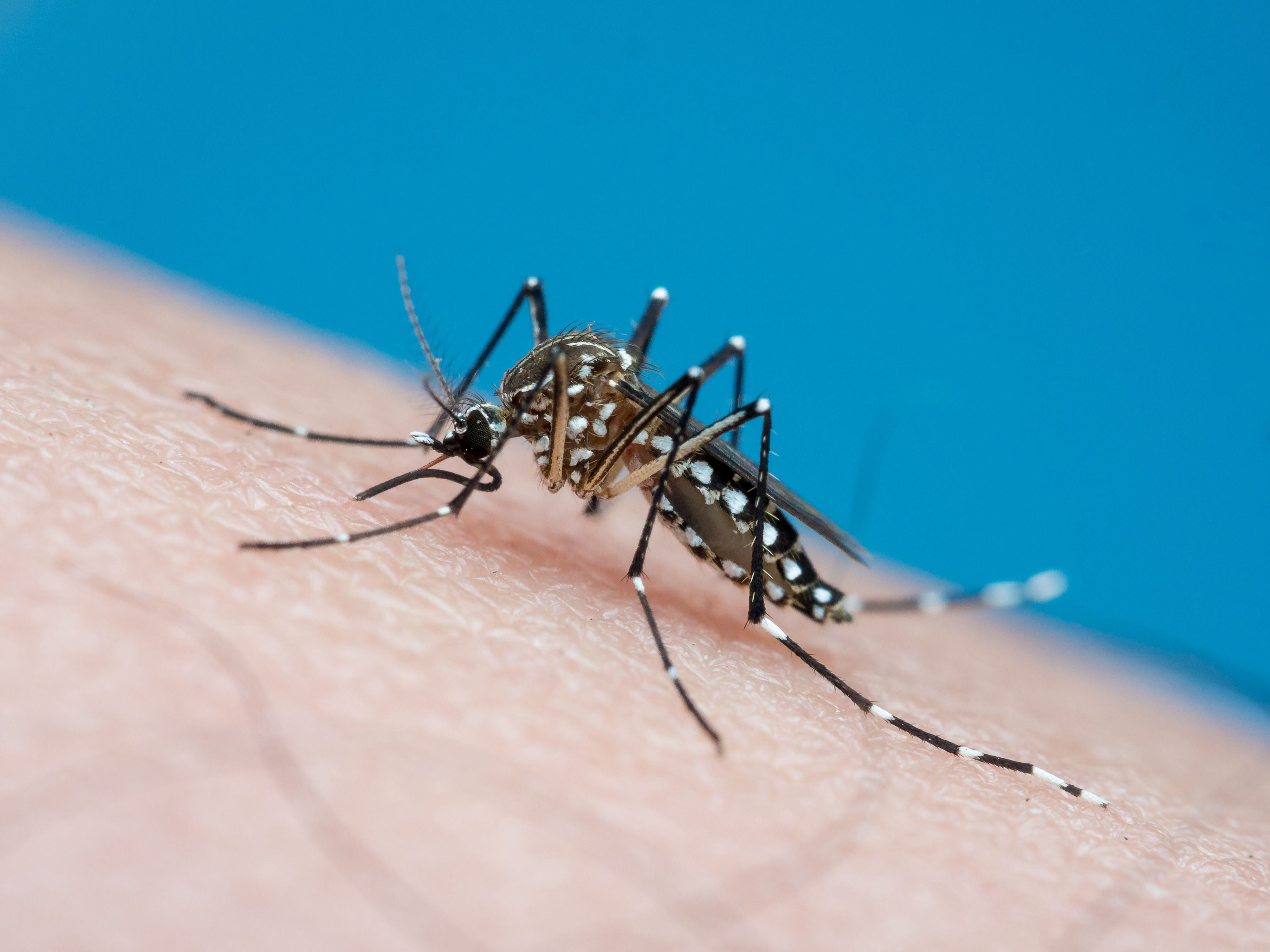 alerta amarilla por dengue en chile: cómo identificar si estoy contagiado y cuándo debería ir al médico