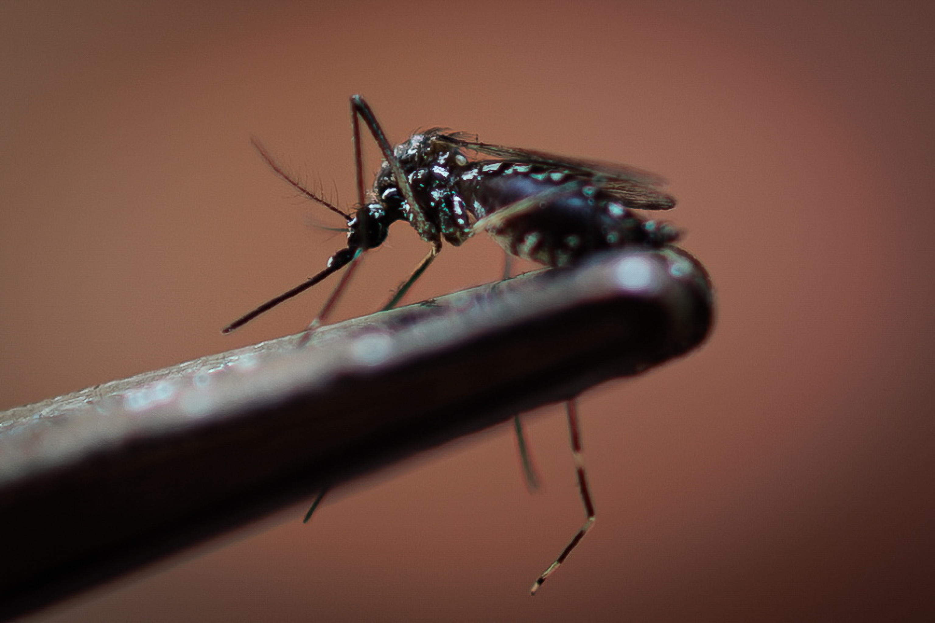 primo caso di dengue rilevato in valle d'aosta