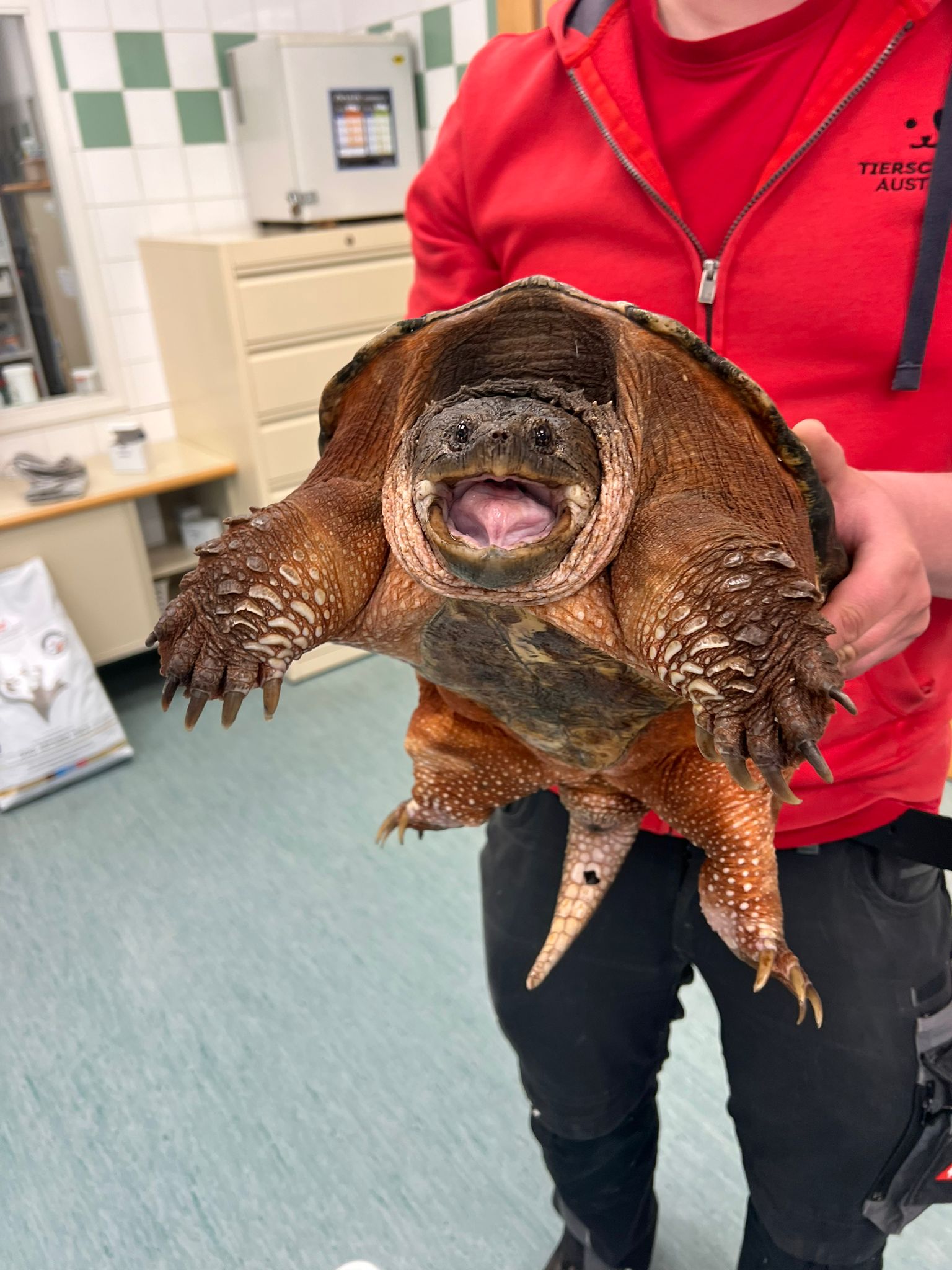 steiermark: amerikanische schnappschildkröte von fußgänger gefunden