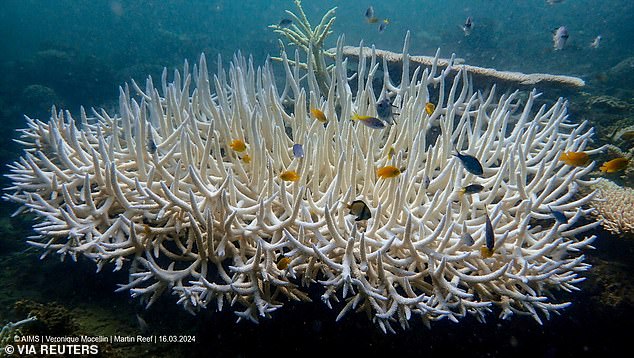 the great barrier reef suffers its worst summer on record