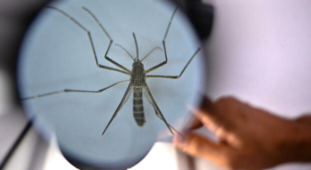 dengue, due nuovi casi registrati in valle d'aosta e umbria: «attenzione alta in italia»