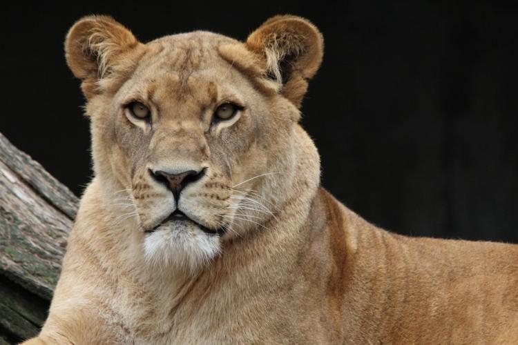 un sanctuaire pour les anciens tigres et lions des cirques va ouvrir dans les landes