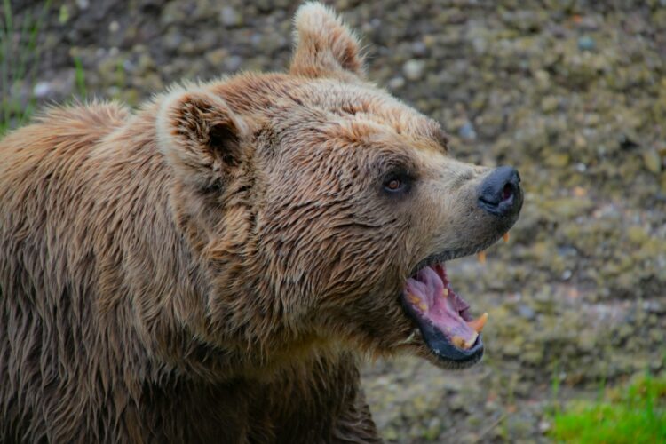 25 States Where Bears Still Roam Free