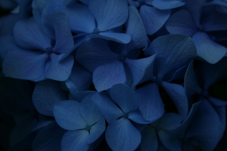 cómo lograr que la corona de cristo tenga flores azules con 1 ingrediente