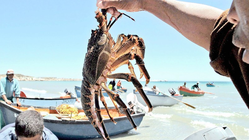 west coast rock lobster fishing season extended
