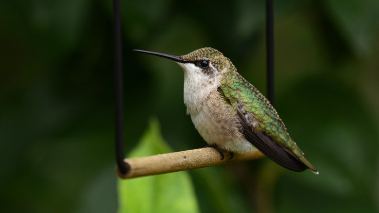 hummingbirds love this pretty perennial that's toxic to humans