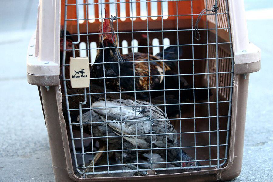 carabineros desaloja casas tomadas en barrio franklin: en una vivienda encontraron un criadero con “gallos de pelea”