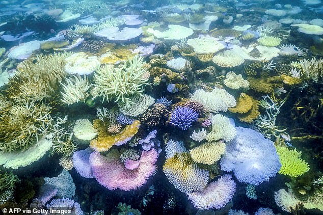 the great barrier reef suffers its worst summer on record