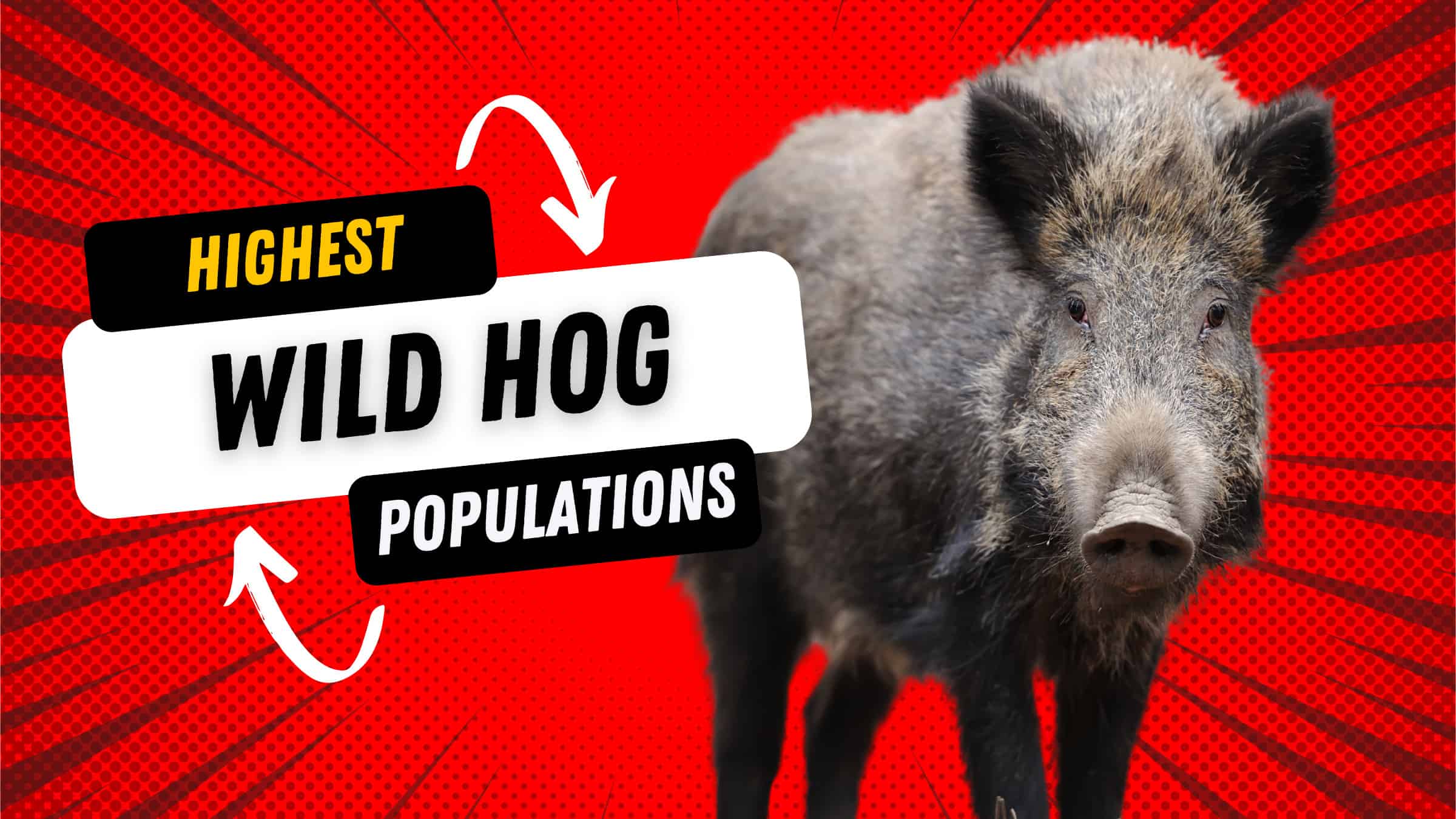 The States With the Most Wild Hogs Roaming Free