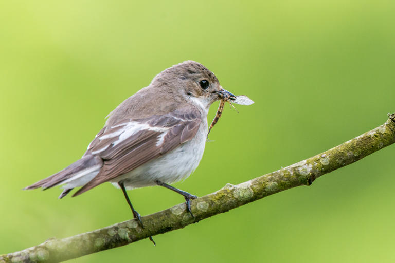 Scientists Reveal the Songs Birds Sing in Their Dreams