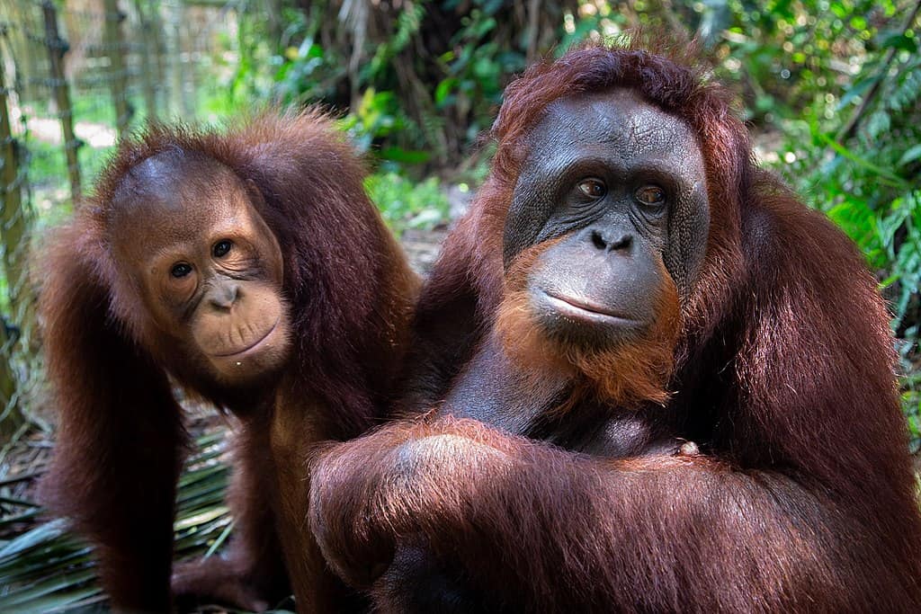 <p><strong>Tapanuli orangutans</strong> were not discovered as a separate species until 2017 and live on the Indonesian island of Sumatra. Their small distribution area can be seen on the map. The species lives in a narrowly limited distribution area, which is a forest area south of Lake Toba. Before the species was biologically defined, the small population of Tapanuli orangutans was counted as Sumatran orangutans. </p> <p>There are generally three different types of orangutans: <strong>Borneo Orangutans</strong>, <strong>Sumatran Orangutans</strong> and <strong>Tapanuli Orangutans</strong>.  All three species live on Borneo and Sumatra, two huge islands.</p> <p>Orangutan learn everything they need from their mum. Image via Bruce Poon, CC BY-SA 4.0 https://creativecommons.org/licenses/by-sa/4.0, via Wikimedia Commons </p>           Sharks, lions, tigers, as well as all about cats & dogs!           <a href='https://www.msn.com/en-us/channel/source/Animals%20Around%20The%20Globe%20US/sr-vid-ryujycftmyx7d7tmb5trkya28raxe6r56iuty5739ky2rf5d5wws?ocid=anaheim-ntp-following&cvid=1ff21e393be1475a8b3dd9a83a86b8df&ei=10'>           Click here to get to the Animals Around The Globe profile page</a><b> and hit "Follow" to never miss out.</b>