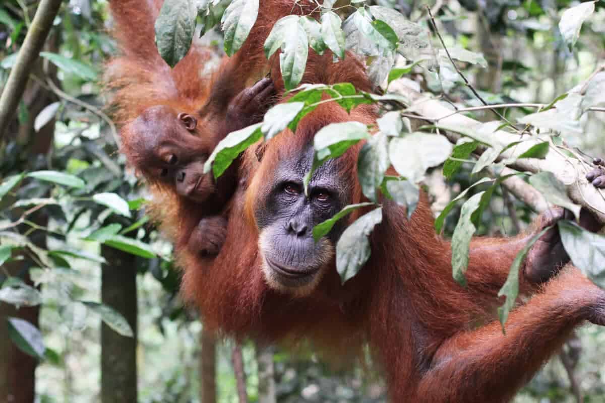 <p>A female gets her first young at age 15, which she looks after for up to eight years with close contact. Orangutans give birth to a maximum of four children during their lifetime – one reason why it is so challenging to maintain their population. In the wild, Orangutans live up to 50 years. So there are many Best Places to See Orangutans. </p> <p>Orangutans reach a size of 1.25 to 1.5 meters and have an impressive wingspan of up to 2.25 meters. In terms of weight, there is a clear difference in sexes: males weigh 50 to 90 kilograms, almost twice as much as females, who weigh 30 to 50 kilograms.</p> <p>Their arms are very long, the hands hook-shaped, the thumb short and close to the wrist, the legs short and very flexible, and the feet hand-like. This physique offers the optimal conditions to move high and freely up in the trees.</p> <p>Granted, high up in the trees, you won’t be able to keep up with the orangutans. </p>           Sharks, lions, tigers, as well as all about cats & dogs!           <a href='https://www.msn.com/en-us/channel/source/Animals%20Around%20The%20Globe%20US/sr-vid-ryujycftmyx7d7tmb5trkya28raxe6r56iuty5739ky2rf5d5wws?ocid=anaheim-ntp-following&cvid=1ff21e393be1475a8b3dd9a83a86b8df&ei=10'>           Click here to get to the Animals Around The Globe profile page</a><b> and hit "Follow" to never miss out.</b>