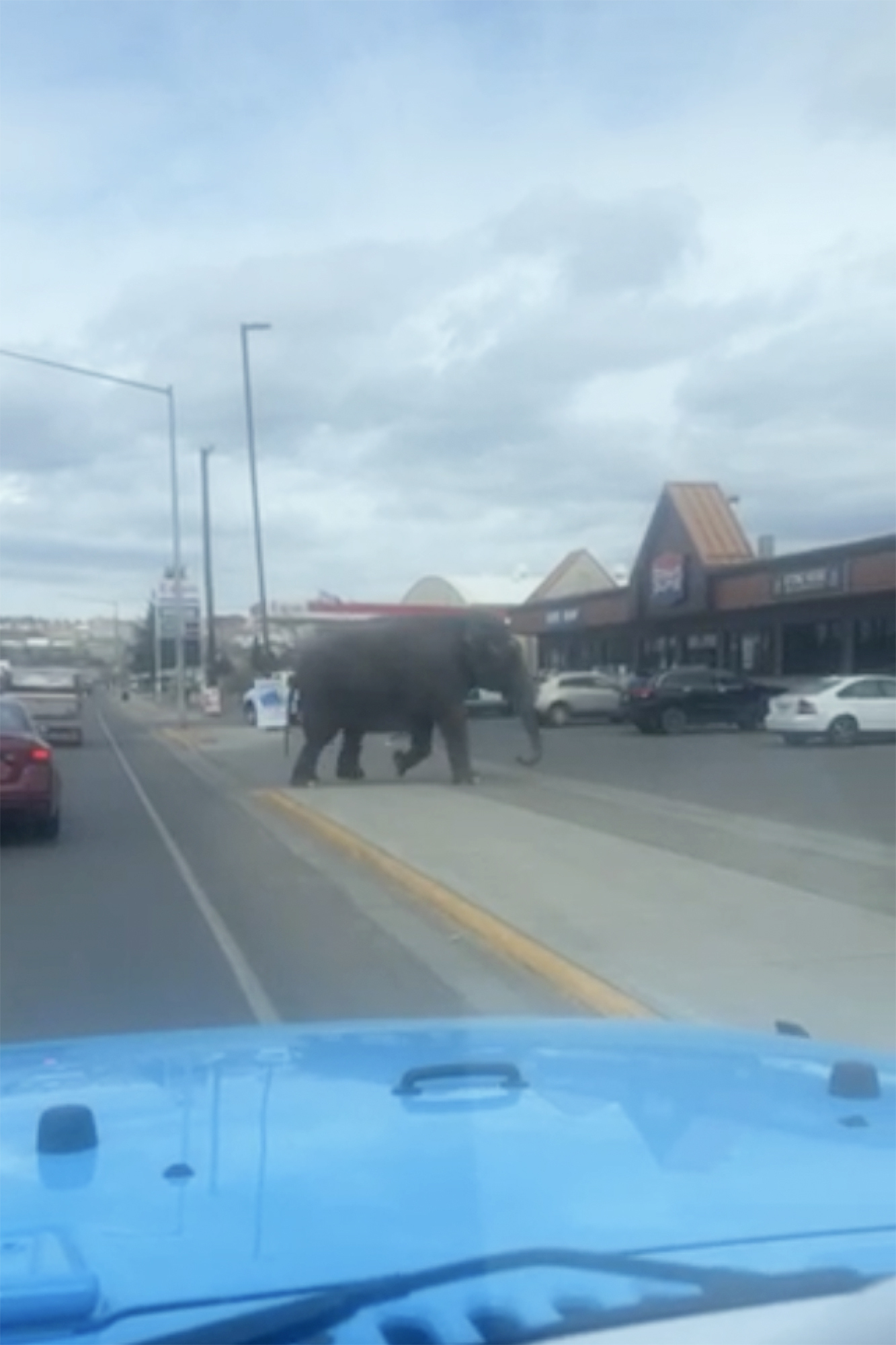 a vehicle backfiring startled a circus elephant into a montana street. she still performed tuesday