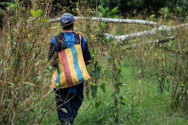 pnis aumentó cultivos de coca y deforestación, pero redujo pobreza en hogares: estudio