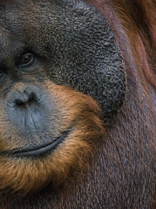 <p>Are you looking for the Best Places to See Orangutans? We have searched everywhere for you to find the best places to see Orangutans in the wild.</p><p>Orangutans belong to the great <a href="https://www.animalsaroundtheglobe.com/bondo-apes/" rel="noreferrer noopener">apes</a>, along with <a href="https://www.animalsaroundtheglobe.com/gorilla-vs-baboon/" rel="noreferrer noopener">gorillas</a> and <a href="https://www.animalsaroundtheglobe.com/where-to-see-chimpanzees/" rel="noreferrer noopener">chimpanzees</a>. Surprisingly, orangutans are the only great apes that are not found on the African continent. </p><p><strong>Are you a fan of the African Continent? </strong>Look at our blog, <strong><a href="https://www.animalsaroundtheglobe.com/where-to-see-chimpanzees/">All about Mountain trekking with the Gorillas</a>.</strong></p><p>In their social behavior, they are very similar to humans and surprise their observers again and again with their behavior: Orangutans grab, brood and even powder themselves.  </p><p>Visually, the orangutans are the least similar to humans among all apes – and this is what makes them so fascinating!</p><p><strong>Key Points</strong>:</p><p><strong>Just have a look at the outline and jump to whatever part appears as the most interesting one for you. </strong></p><p>This article is intended to introduce you to the way of life of orangutans and ultimately to help you admire them up close. </p>              Sharks, lions, tigers, as well as all about cats & dogs!           <a href='https://www.msn.com/en-us/channel/source/Animals%20Around%20The%20Globe%20US/sr-vid-ryujycftmyx7d7tmb5trkya28raxe6r56iuty5739ky2rf5d5wws?ocid=anaheim-ntp-following&cvid=1ff21e393be1475a8b3dd9a83a86b8df&ei=10'>           Click here to get to the Animals Around The Globe profile page</a><b> and hit "Follow" to never miss out.</b>