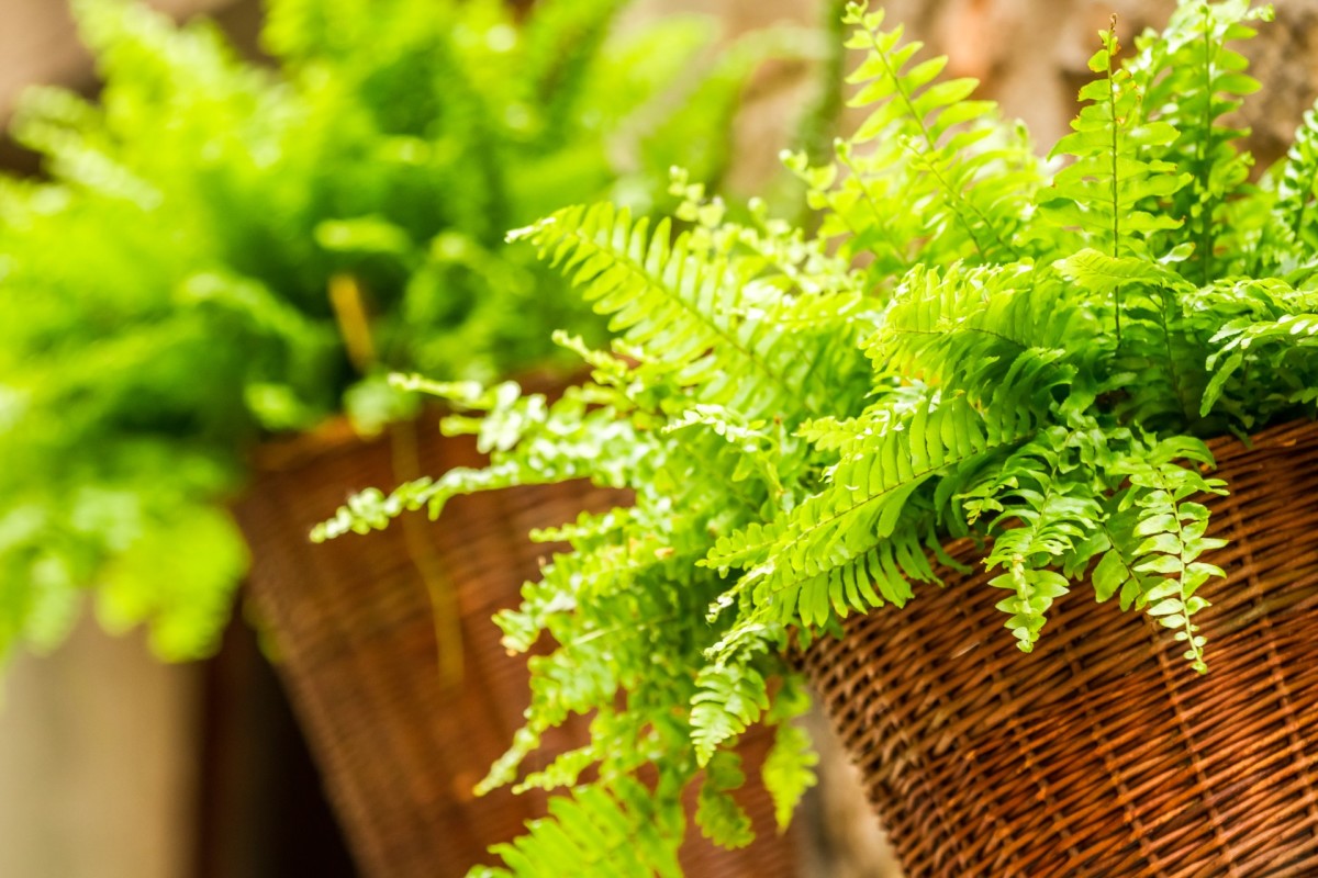 here's why everyone should 'salt' their ferns