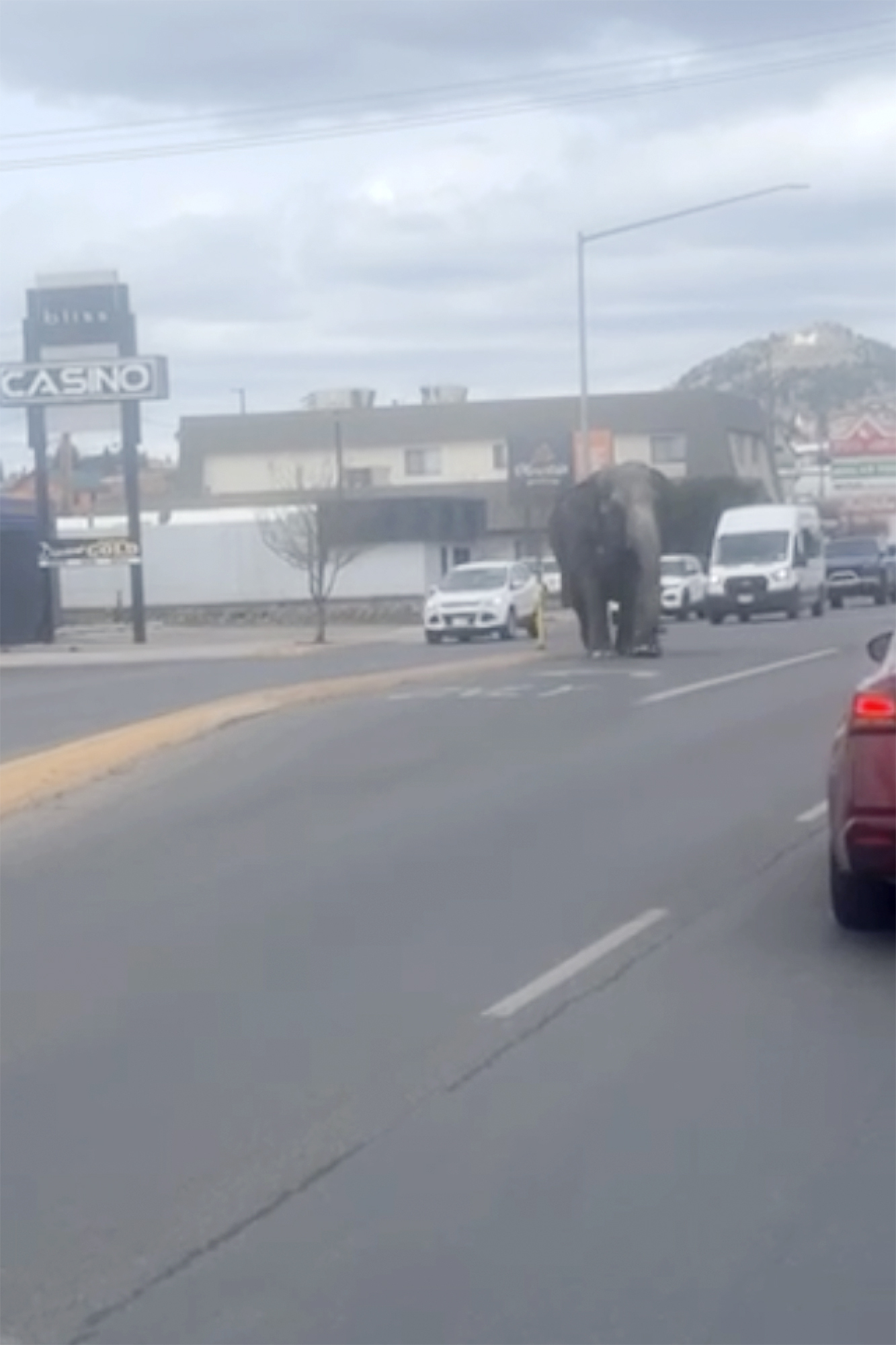 a vehicle backfiring startled a circus elephant into a montana street. she still performed tuesday