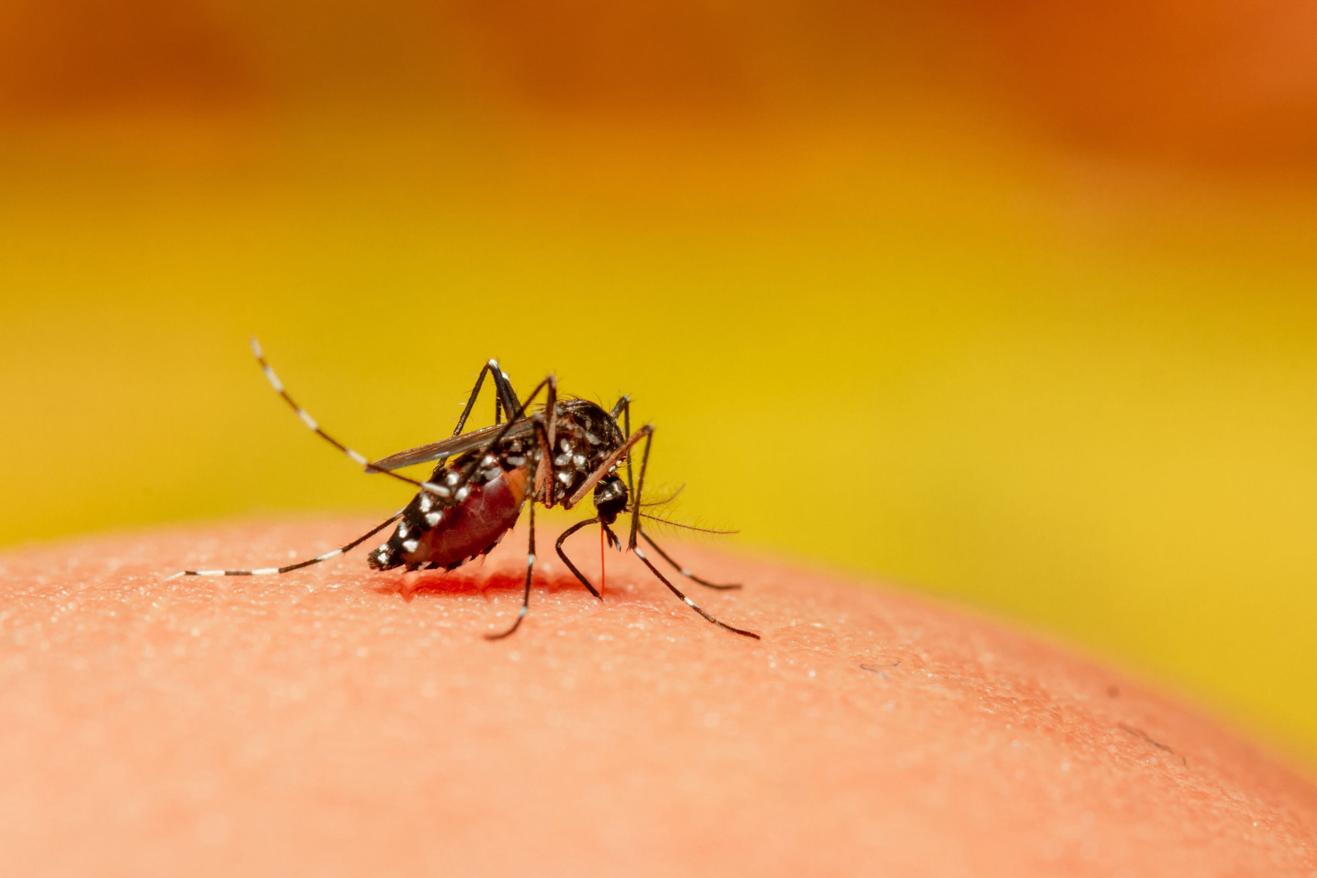dengue en chile: cuántos casos hay, cómo se transmite y qué se sabe de la vacuna