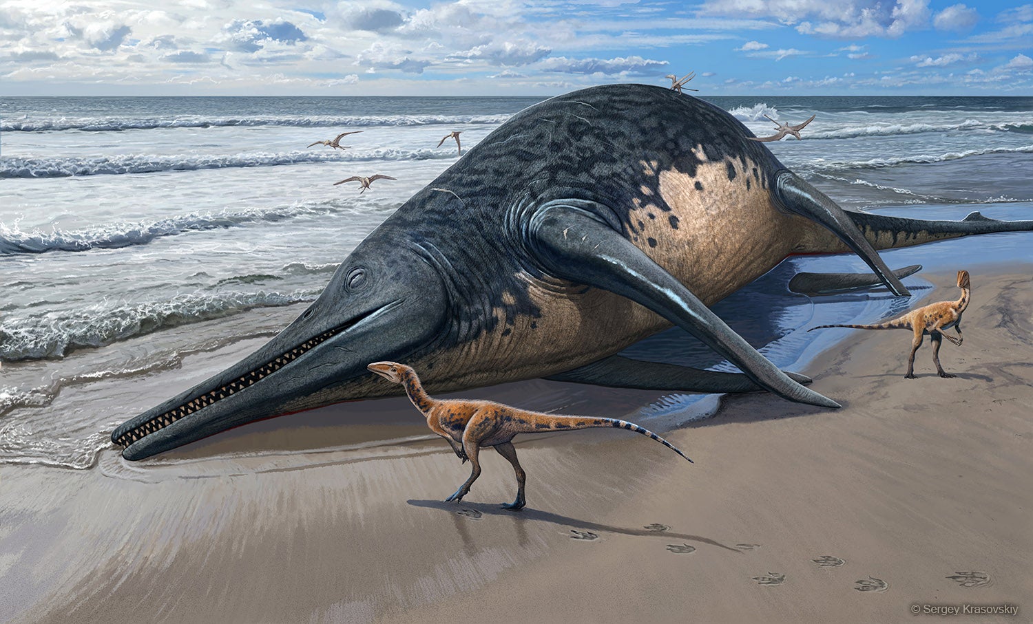 scientists identify what may be the largest known marine reptile