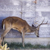 Study: Hunters Die After Consuming CWD-Infected Venison<br>