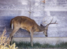 Study: Hunters Die After Consuming CWD-Infected Venison<br><br>