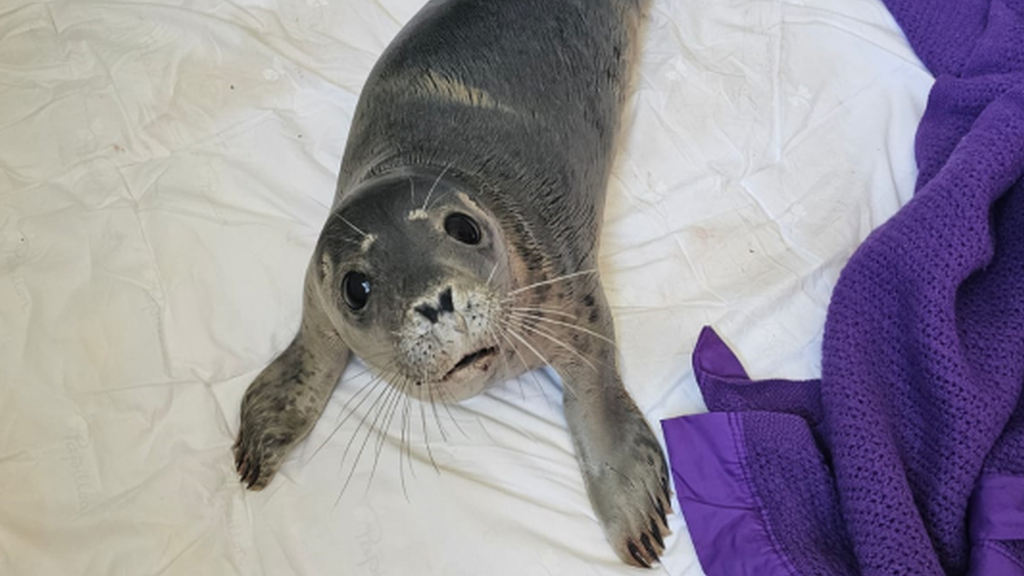 animal charity saves record number of seal pups