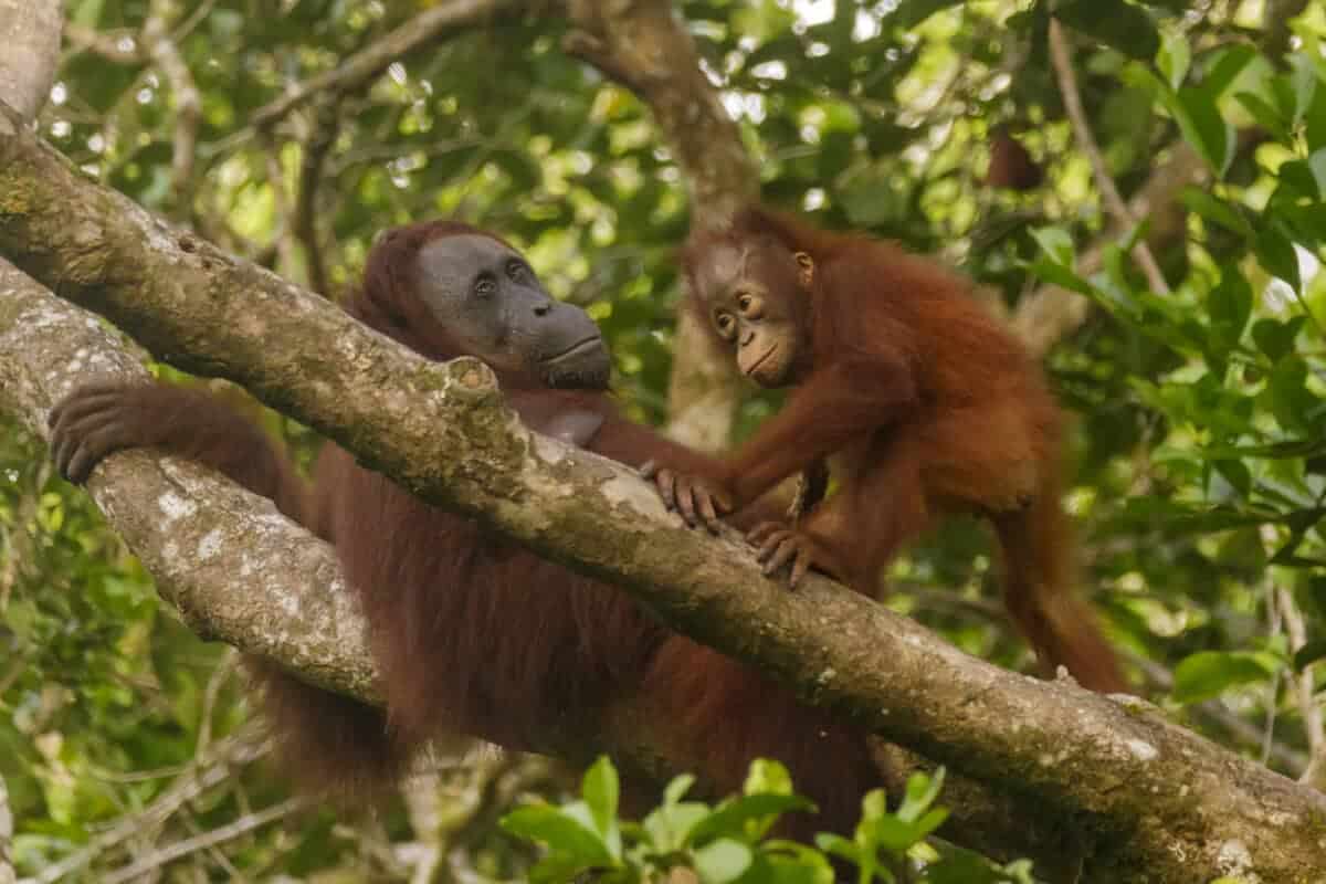 <p>This article is intended to introduce you to the way of life of orangutans and ultimately to help you admire them up close. </p> <p><strong>Just have a look at the outline and jump to whatever part appears as the most interesting one for you. </strong></p> <ul>   <li>Orangutans are part of the great apes family, along with gorillas and chimpanzees.</li>   <li>They are the only great apes not found in Africa.</li>   <li>Orangutans are classified as endangered as of 2023.</li>  </ul> <p><strong>Key Points</strong>:</p> <p>Visually, the orangutans are the least similar to humans among all apes – and this is what makes them so fascinating!</p> <p>In their social behavior, they are very similar to humans and surprise their observers again and again with their behavior: Orangutans grab, brood and even powder themselves.  </p> <p><strong>Are you a fan of the African Continent? </strong>Look at our blog, <strong><a href="https://www.animalsaroundtheglobe.com/where-to-see-chimpanzees/">All about Mountain trekking with the Gorillas</a>.</strong></p>           Sharks, lions, tigers, as well as all about cats & dogs!           <a href='https://www.msn.com/en-us/channel/source/Animals%20Around%20The%20Globe%20US/sr-vid-ryujycftmyx7d7tmb5trkya28raxe6r56iuty5739ky2rf5d5wws?ocid=anaheim-ntp-following&cvid=1ff21e393be1475a8b3dd9a83a86b8df&ei=10'>           Click here to get to the Animals Around The Globe profile page</a><b> and hit "Follow" to never miss out.</b>