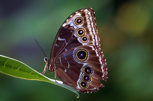 qual é a diferença entre as borboletas e as mariposas?