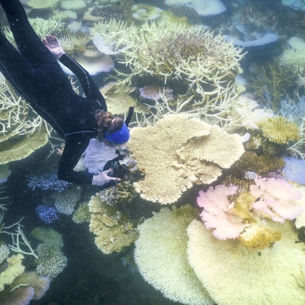 Gran Barrera De Coral De Australia Sufre El Peor Blanqueamiento Jamás ...