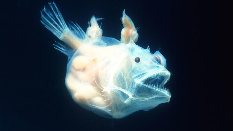 A female anglerfish with male sexual parasites attached to her body. (Image credit: Neil Bromhall/Shutterstock)