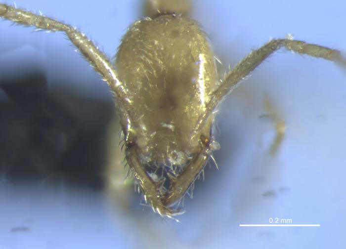 Ant Voldermort! Insect named after Harry Potter's dark wizard
