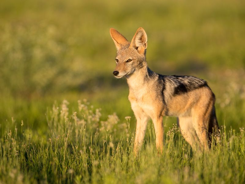 <p>South African Jackals are found throughout the region, from the Cape to the savannas of Kruger Park.<br>They are distinguished by their diet and feeding habits and their silver-black fur. </p><p>You can hear more than you can spot them, and their haunting calls fill the night as they communicate with their mates or pack. The jackals are adaptable to a range of habitats, and they play a critical role in the ecosystem of South Africa.</p>