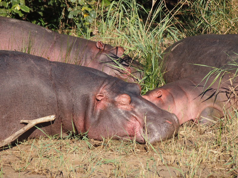 <p>South African hippos reside in the tranquil rivers and lakes of places like the iSimangaliso Wetland Park along the coast of South Africa’s KwaZulu-Natal Province.</p><p>With their barrel-shaped torsos and enormous size, hippos spend much of their time in the water to keep their massive bodies cool under the blazing African sun. Despite their friendly appearance, they are one of the most dangerous animals in Africa.</p>